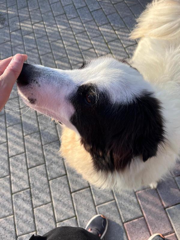 SIMBA  MAREMMANO CERCA CASA Foto 6